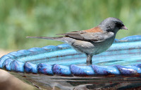 Gray headed (Dark eyed) - Black Forest, CO - 6.29.21
