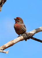 House Finch