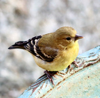 Female - Black Forest, CO - 8.22.21