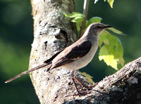 Northern Mockingbird