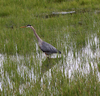 Fountain Creek Park, CO - Aug 2020