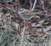 White-throated Sparrow