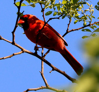 Cornwall, PA - 5.19.21 - Male
