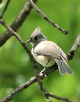 Tufted Titmouse