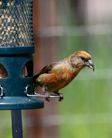 Red Crossbill female - Black Forest, CO - 6.4.23