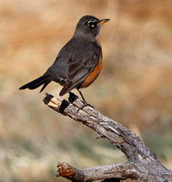 Fountain Creek Park - April 2021