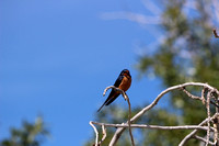 Barn Swallow