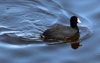 American Coot