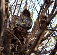 Great Horned Owl - Mamma and 2 owlets