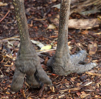 Taronga Zoo - Sydney Australia - June 2013