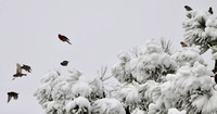 Tree Top House Finch convention - 5.11.21