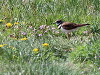Peyton, CO - 5.22.21