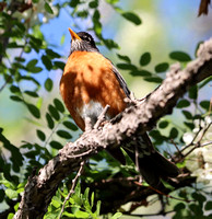 Fountain Creek Park - 6.6.21