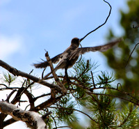 Canada Jay
