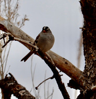 Fountain Creek Park - January 2021