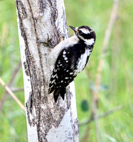 Downy Woodpecker
