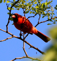 Cornwall, PA - 5.19.21 - Male