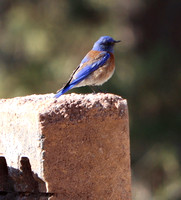 Male