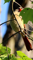 Cornwall, PA - 5.19.21 - Female