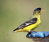 Male - Black Forest, CO - 8.18.21