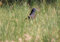 Black Forest, CO - July 2020
