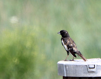 Rocky Mtn. Arsenal Nationals Nature Refuge - 7.1.21 - Male