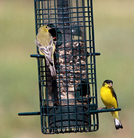 Male & Female