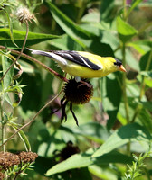 American Goldfinch male - Cornwall, PA - July 2024
