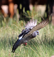 Rock Dove