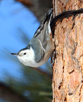 White-breasted Nuthatch