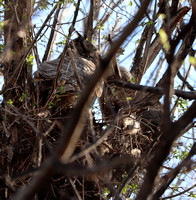 Mama & owlet in nest, Fountain Creek Park, CO - April 2021