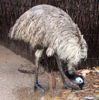 Taronga Zoo - Sydney Australia - June 2013
