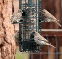 Females - Black Forest, CO - May 2020
