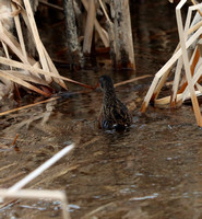 Virginia Rail - Fountain Creek Nature Preserve - 1.21.24