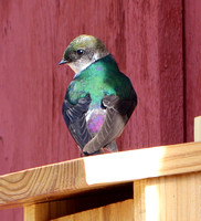 Violet-green Swallow