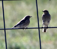 Mama feeding her fledglings - Elizabeth, CO - June 2020