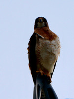 Swainson's Hawk