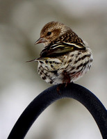 Pine Siskin