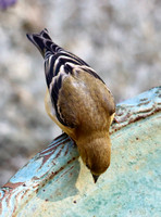 Female - Black Forest, CO - 8.22.21