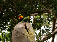 Rainbow Lorikeet