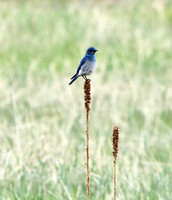 Homestead Ranch Park, CO - 5.31.21