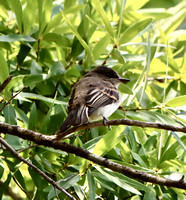 Eastern Phoebe - Cary, NC - 5.24.25