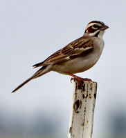 Lark Sparrow