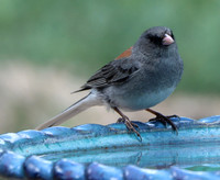 Gray headed (Dark eyed) - Black Forest, CO - 6.29.21