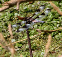 AFA Kettle Creek August 2020