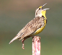 Rocky Mtn. Arsenal Wildlife Refuge - 7.1.21 - Male