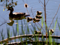 Female with ducklings - Fountain Creek Park - 6.6.21