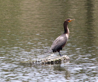 Double Crested Cormorant