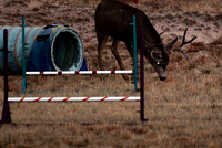Mule deer buck - thinking about trying agility - Nov 2020 - Black Forest, CO