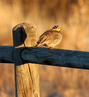 Female - 2.7.21 7:15am Chatfield Park in Denver